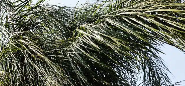 Les causes et solutions pour les feuilles jaunes ou marron des palmiers
